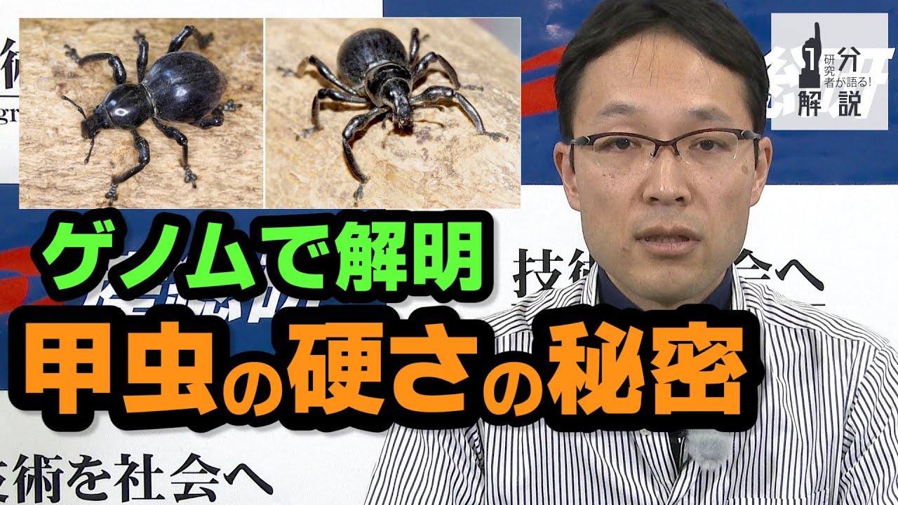 image-ゾウムシが硬いのは共生細菌によることを解明