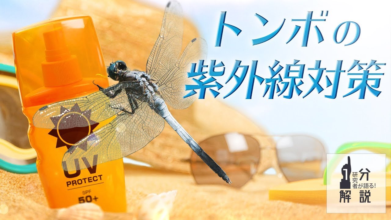 image-トンボ由来の紫外線反射物質を同定