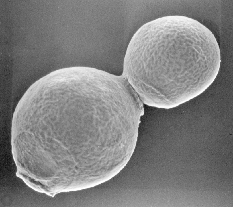 image-酵母によるものづくり　〜発酵食品から医薬品まで〜