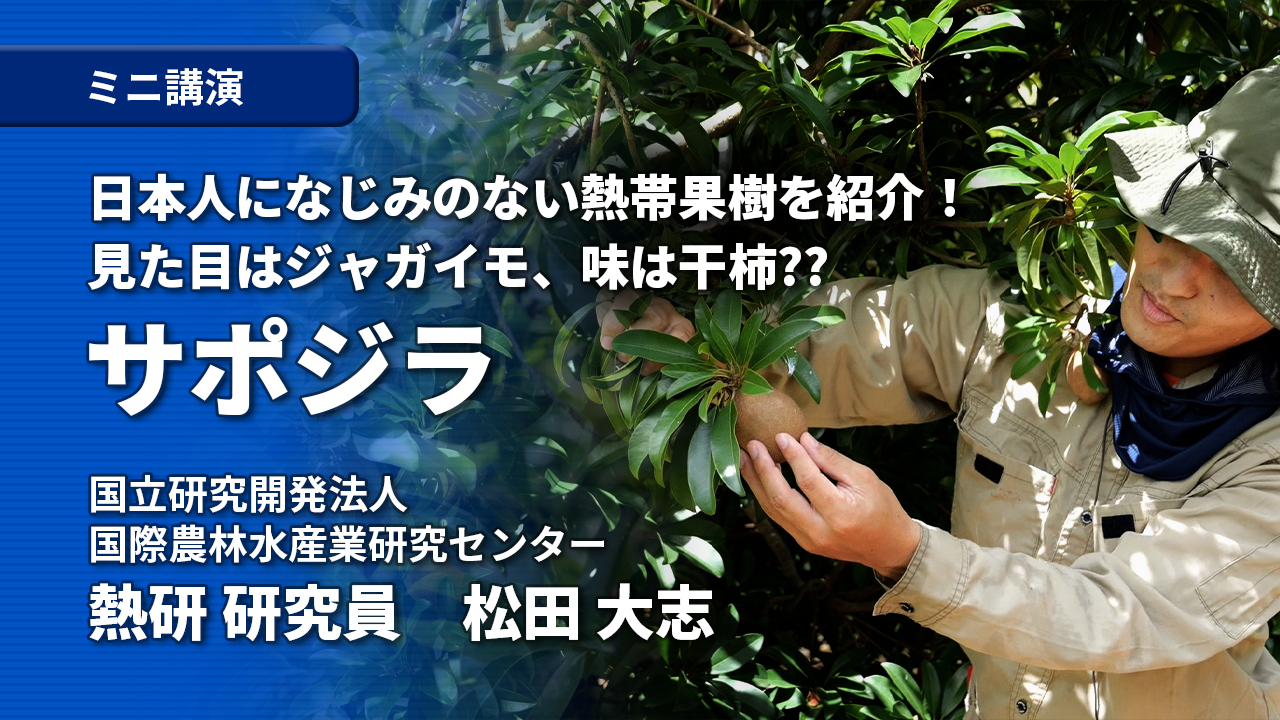 image-日本人になじみのない熱帯果樹を紹介!見た目はジャガイモ、味は干柿？？～サポジラ～