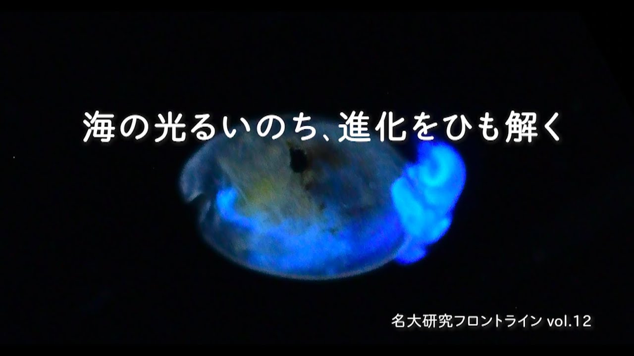 image-名古屋大学研究フロントライン「海の光るいのち、進化をひも解く」