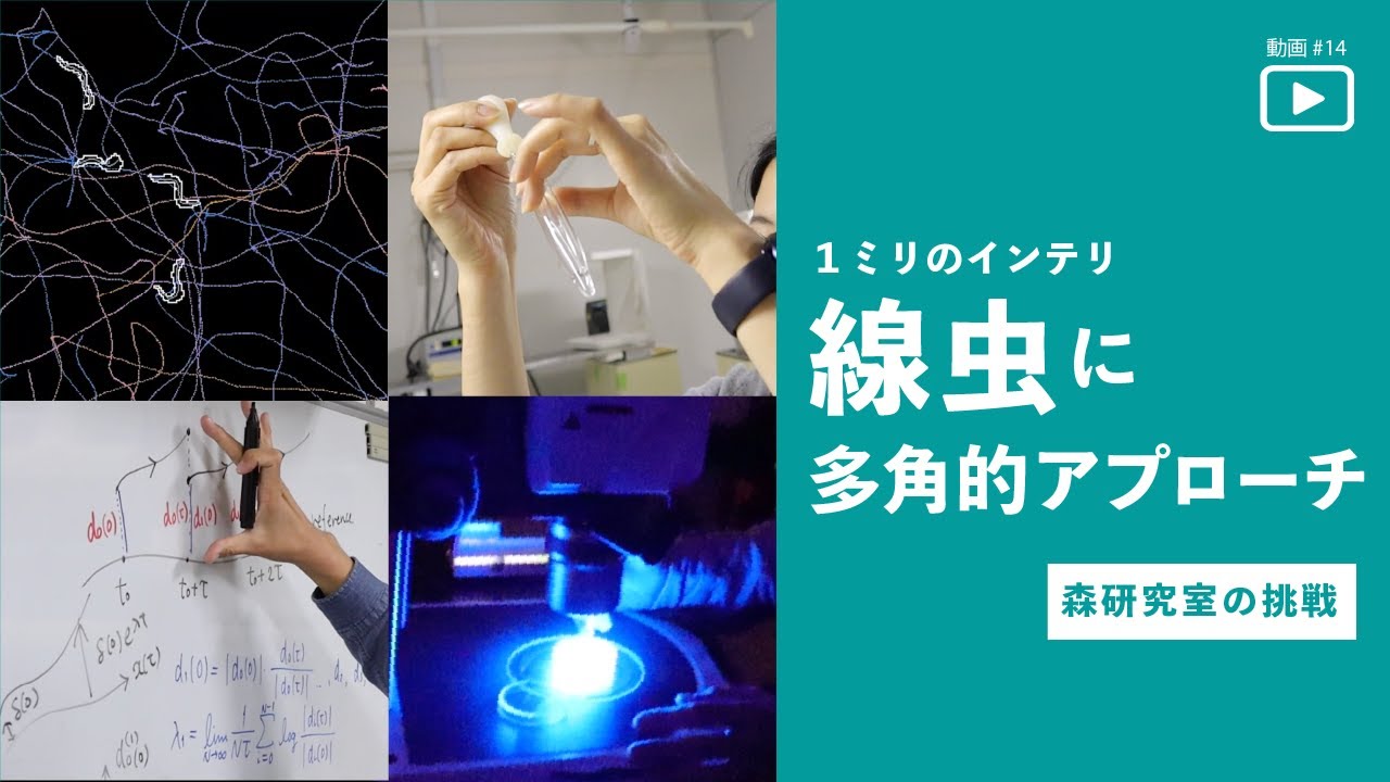 image-名古屋大学研究フロントライン「1ミリのインテリ「線虫」に、多角的アプローチ 〜森研究室の挑戦〜」