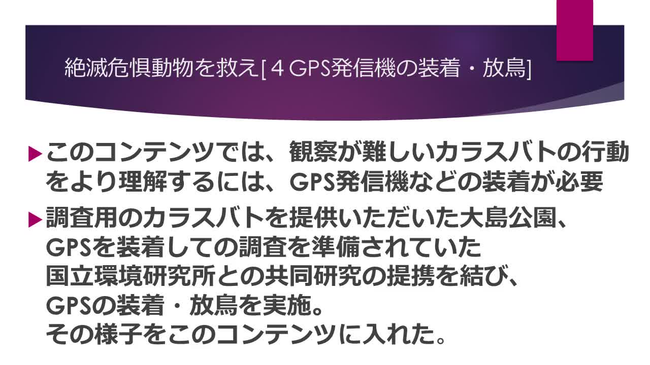 Image-4・GPS発信器装着・放鳥